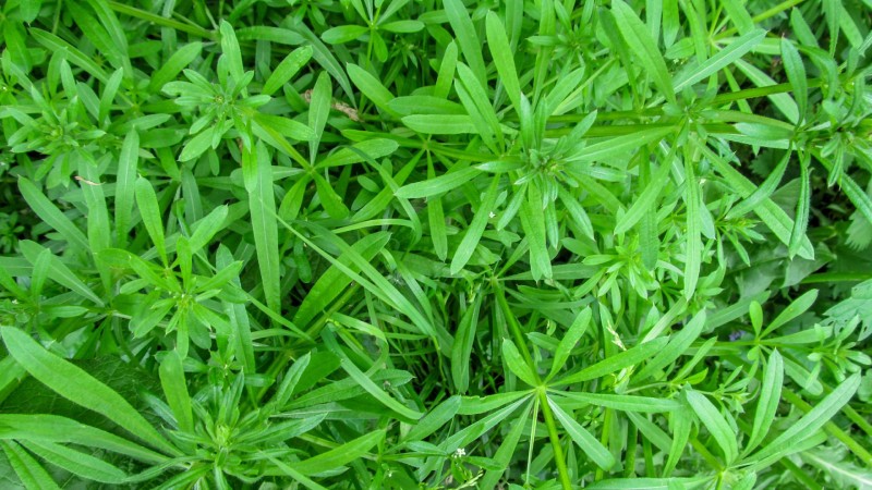 Лікувальні властивості підмаренника чіпкого та його користь для здоров’я