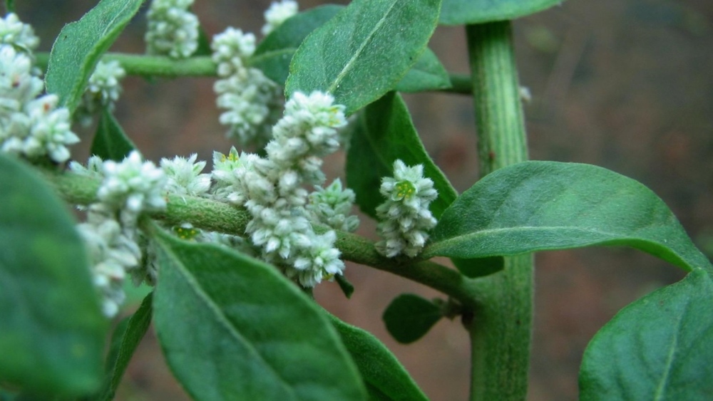 Корисні властивості трави пол-пала